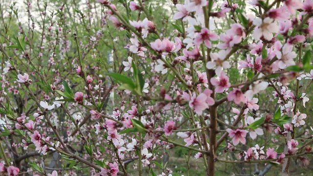Peach blossom in the spring