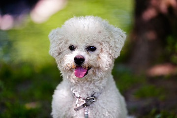 bichon in the park