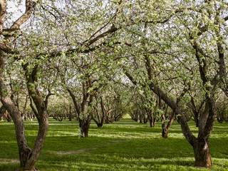 Fototapeta na wymiar apple trees at springtime