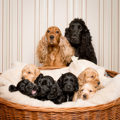 Cocker Spaniel Family