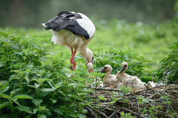 Cicogna che nidifica