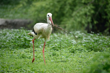 Cicogna che nidifica