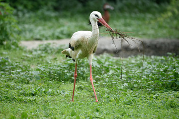 Cicogna che nidifica