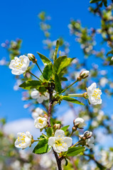 Flowers Bloom Apple Tree