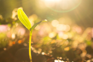 Spross im Gegenlicht