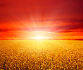 Field of wheat