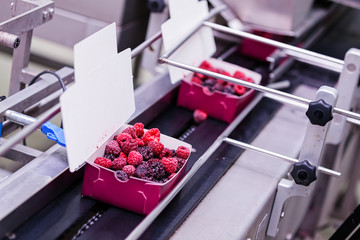 frozen raspberry processing business