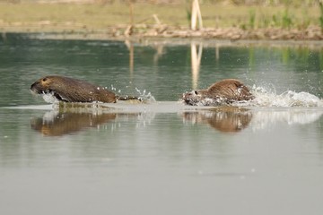 Fototapeta premium Nutrie che si inseguono