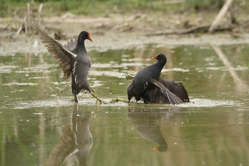 duello tra gallinelle