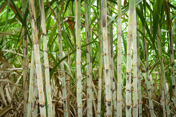 Sugar cane field before harvesting