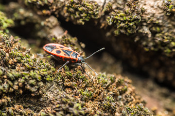 Shield Bug (Graphosoma Lineatum) Macro