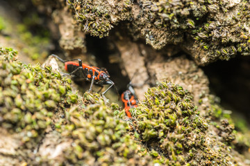 Shield Bug (Graphosoma Lineatum) Macro