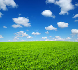 Fototapeta premium field