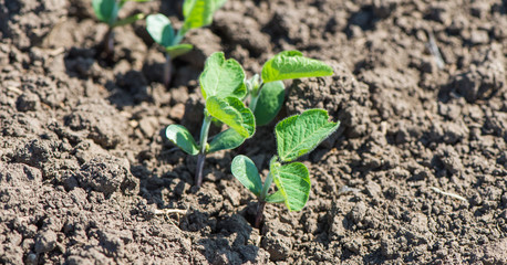 Shoots of soybeans