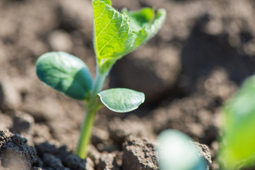 Shoots of soybeans
