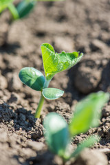 Shoots of soybeans