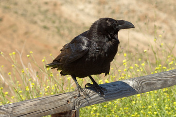 Common Raven