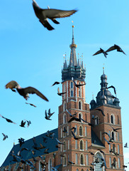 Fototapeta premium Krakow pigeons