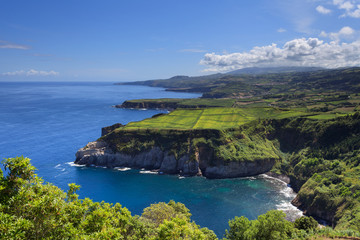 Plantação de Chá nos Açores