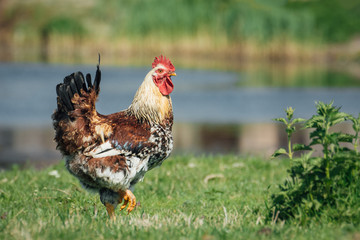Beautiful Rooster on nature background