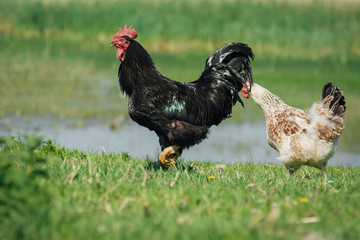 Beautiful Rooster on nature background