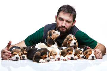 The man and big group of a beagle puppies