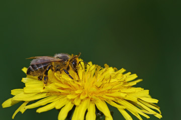 Honey bee going through a yellow flower