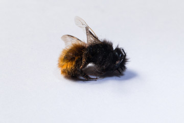 small dead bee on a white background  close-up