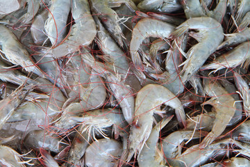 fresh shrimp