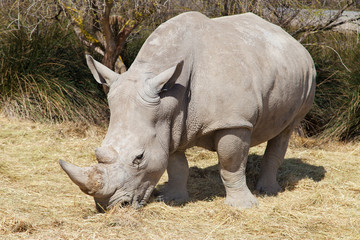 Obraz premium White Rhinoceros