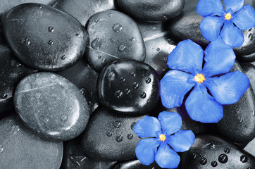 Flower and stones