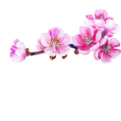 Fototapeta na wymiar Sakura spring flowers isolated on white.