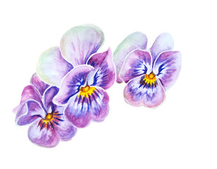 Obraz premium Tender pansies flowers.