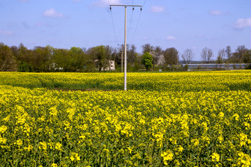Rapsfeld mit Strommast und Treibhaus