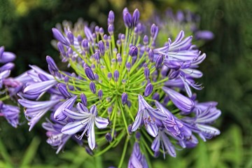 Purple Agapanthus flower