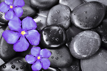 Flower and stones