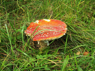 Poisonous Mushroom