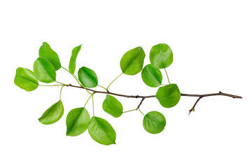 The branch with leaves isolated on white