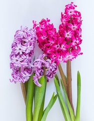 Violet and Pink Hyacinth flowers