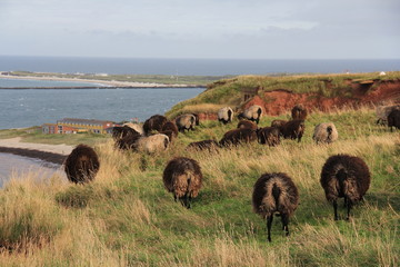 Helgolands Schafe
