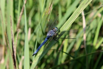 blaue Libelle