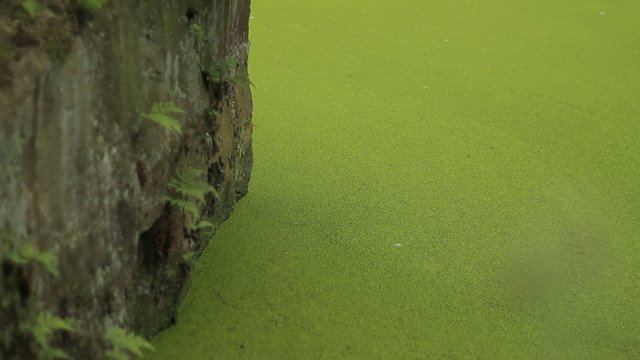 Teich mit grünen Algen, Entengrütze Felsen