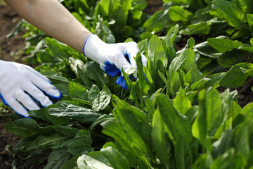 Hands picking the sorrel in the vegetable garden in spring