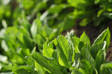 Sorrel growing in the vegetable garden in spring