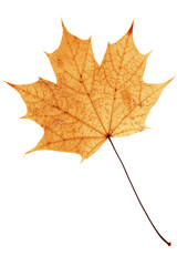 Beautiful golden maple leaf