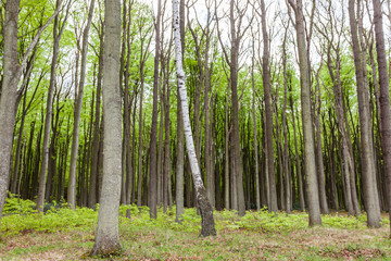 Obraz premium Gespensterwald Nienhagen