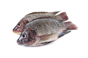 whole round fresh Tilapia fish on white background