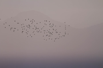 Hazy sunset with starlings in front of a mountain in gray tones