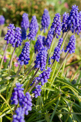 Mäusedorn (ruscus aculeatus)