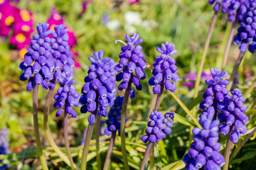 Mäusedorn (ruscus aculeatus)